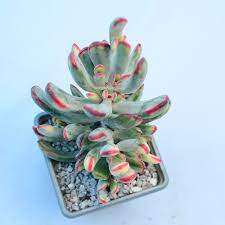 Get great deals on ebay! Cotyledon Orbiculata Var Flanaganii F Variegata Surreal Succulents