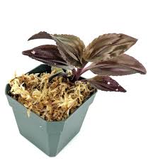 Image result for Malaxis