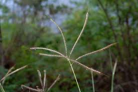 Image result for Dichanthium annulatum