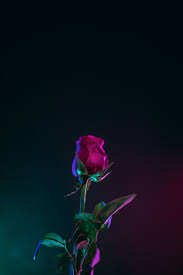 Check spelling or type a new query. Purple Rose Aesthetic Wallpapers On Wallpaperdog