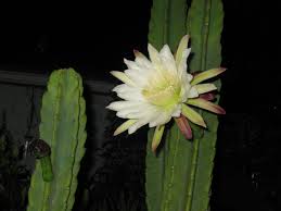 The fixed spine loses less water than leaves, so the plant can photosynthesize throughout the dry season. Night Flowering Cactus Blooms For 1 Night Pollinated By Moths And Flies ì„ ì¸ìž¥