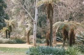 Image result for Cyathea dregei