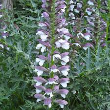 Image result for Acanthus