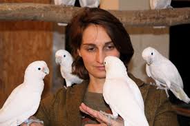 A goffin cockatoo is a large white bird with a small white crest unlike other cockatoos. Doing Business With A Parrot Goffin Cockatoos Trade With Nuts In An Exchange Experiment
