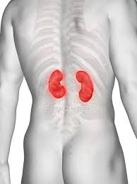 Top is always the skin side Male Anatomy With Visible Colored Kidneys Computer Illustration Body 3d Stock Photo 308623112