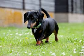 how much does a mini dachshund puppy eat puppies cute