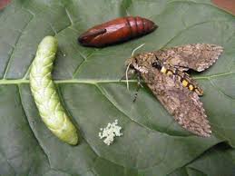 Check spelling or type a new query. A Very Hungry Caterpillar Researchers Sequence Genome Of Gluttonous Tobacco Hornworm Kansas State University News And Communications Services