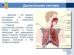 Boli care afecteaza sistemul respirator (plamanii, caile respiratorii). Prezentarea CÄƒilor Aeriene Prezentare LecÈ›ie Pe Tema Organe Respiratorii StructurÄƒ È™i FuncÈ›ie CÄƒile Respiratorii Superioare