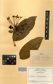 Image result for Ixora brachypoda