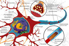 Ihre bezeichnung als neuron geht auf heinrich wilhelm waldeyer (1881) zurück. Nervenzelle Anatomie Funktion Beschwerden Krank De