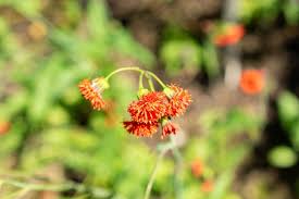 Image result for Emilia coccinea