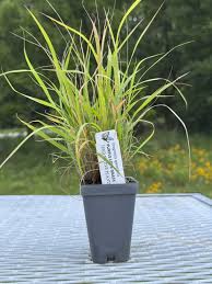 Image result for Eragrostis macrochlamys