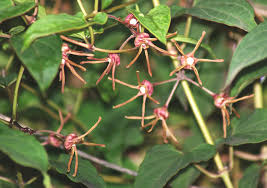 Image result for Rhynchosia tricuspidata