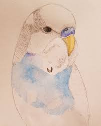 Asahina Art On Twitter Something Else My Gorgeous Fat Birb Bird Grasparkiet Budgie Watercolor Aquarel Realistic Painting To draw realistic people, start by making a circle and bisecting it with a vertical line. bird grasparkiet budgie watercolor