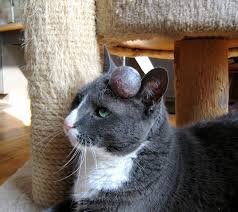 Image result for cats wound