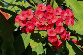 All you need to do is provide your plants with an ample amount of water and shade if the temperatures go another summer flowering plant that can be a part of your summer garden is the petunia. 365 Days Flowering Plants In India Flowers That Bloom In All Seasons