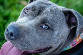 Maybe you would like to learn more about one of these? Qual A Melhor Coleira Para Pitbull