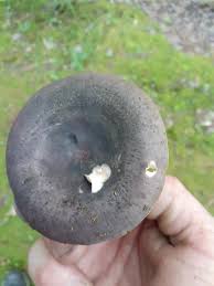 Image result for Russula variata