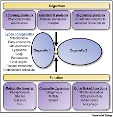 What are the 12 organelles and their functions. Regulation And Function Of Mitochondria Lysosome Membrane Contact Sites In Cellular Homeostasis Trends In Cell Biology