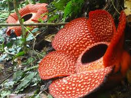 Maybe you would like to learn more about one of these? 17 Contoh Teks Laporan Hasil Observasi Pengertian Strukturnya