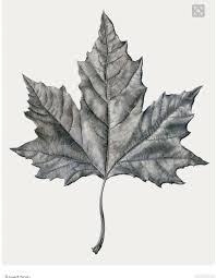 Pin By Tammy Whyte On Ink Graphite Drawings Maple Leaf Drawing Leaf Drawing