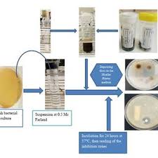 Image result for Spermacoce ocymoides