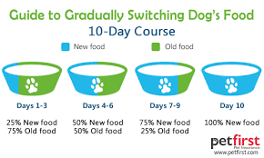 Best Dog Food For Dobermans Playbarkrun