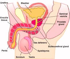 Sexual Reproduction In Humans The First Stages S Cool