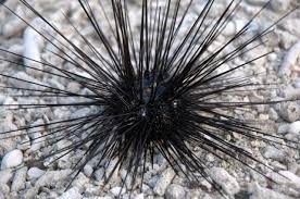 Bulu babi atau biasa juga disebut duri babi oleh masyarakat maluku termaksud filum echinodermata, adalah sebuah filum hewan laut yang mencakup bintang laut, tripang, dan beberapa kerabatnya. Filum Echinodermata Info Pendidikan Dan Biologi