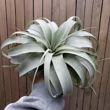 Image result for Xerophyta argentea