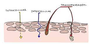 How Do Toxics Enter Our Bodies Ursa Major Skincare