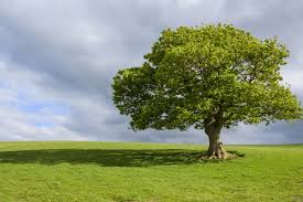 In today's drawing lesson, we will show you how to draw a tree for beginners. How To Draw A Tree A Step By Step Tutorial Adobe