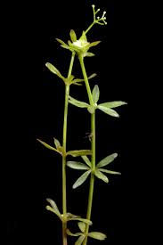 Image result for Galium scioanum