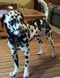 Adopt Sudo On Petfinder Dog Items Dalmatian Rescue Dalmatian Dogs