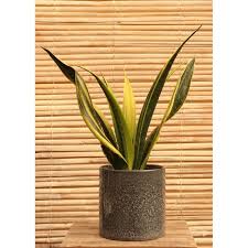 Wejdź i znajdź to, czego szukasz! Sansevieria Golden Flame 14cm 35cm Indoor Plants Aylett Nurseries