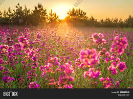 This is the path down to lake bryn mawr, pennsylvania. Beautiful Spring Image Photo Free Trial Bigstock