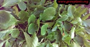 Bergenia Ligulata Plants Growing Flowers Flower Seeds