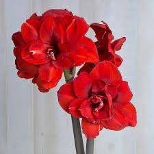 Amaryllis Double Dragon White Flower Farm Amaryllis Flowers Amaryllis