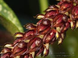Image result for Bulbophyllum prorepens