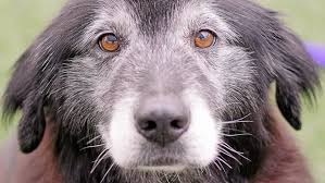 Если тебе нужен друг, купи себе собаку. Gesunder Hund Sollte Eingeschlafert Werden