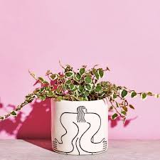 Coral vine plant gorgeous bright pink flowers for hot climates. How To Keep These 15 Low Light Plants Alive