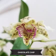 Niko guardado as dave flowers; Pin By Hector Albino On Mis Orquideas Y Mucho Mas Chocolate Chip Chocolate Chips