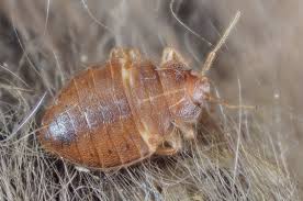 We did not find results for: Are Infestations Of Bed Bugs Or Rats Covered On Renters Insurance