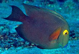Image result for Oxyanthus strigosus