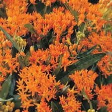 Pin On Garden Perrenials