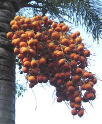 Image result for Wodyetia