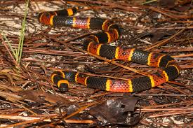 The us state serves as the northernmost limit for this snake, and it is found in low numbers in this state. All The Snakes In North Carolina