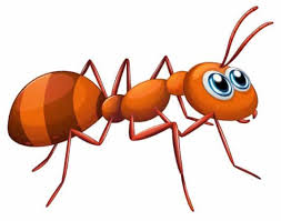 How to kill ants with cornmeal? 8 Natural Ways To Get Rid Of Ants