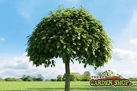 Summer garden with summer flowering plants & trees. What Are The Best Specimen Garden Trees To Grow In Ireland