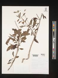 Image result for Crassocephalum montuosum